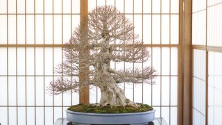 横須賀市から盆栽をお売りになりたい方へ