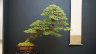 盆栽買取はどこがいい？リサイクルショップと専門店を徹底比較