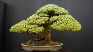 【遺品整理】実家の盆栽、勝手に捨てると危険！？家族トラブルと「単純承認」を防ぐための完全手順書