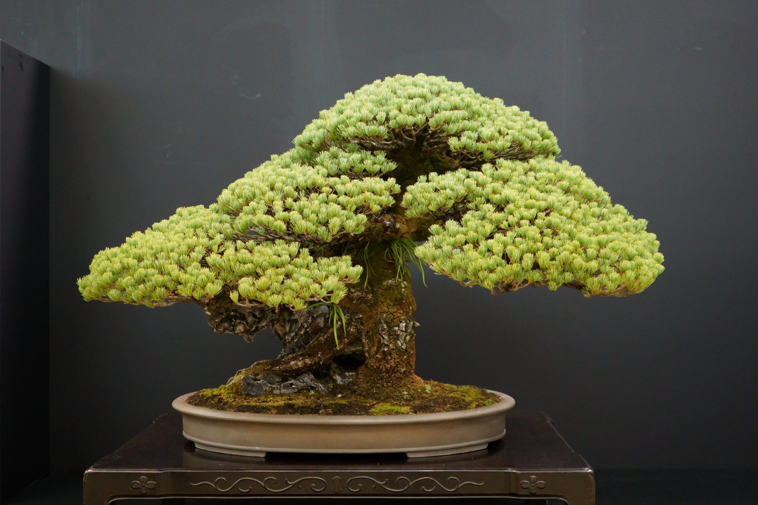 【遺品整理】実家の盆栽、勝手に捨てると危険！？家族トラブルと「単純承認」を防ぐための完全手順書