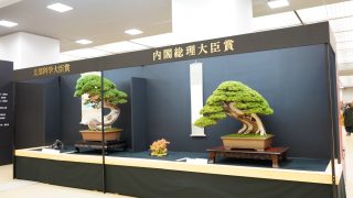 【秋の京都】日本盆栽大観展が開催！西日本最高峰の盆栽展の見どころと、冬を前に考える「名木の整理」