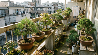 『マンション大規模修繕・引越し時の「盆栽じまい」｜大量処分の最短ルート』