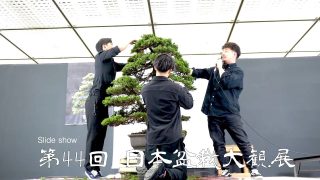 時を刻む芸術「エゾ松」の魅力。若手盆栽作家が魅せる、伝統と革新のデモンストレーション