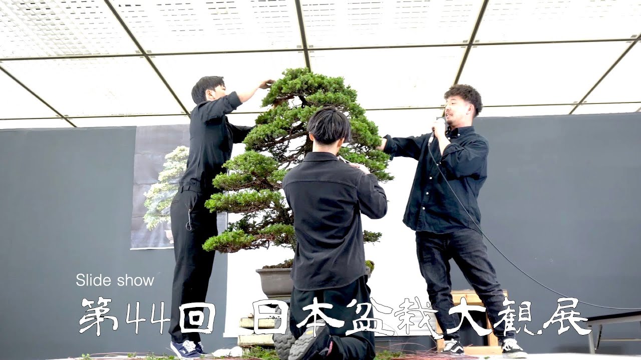 エゾ松の魅力|時を刻む芸術作品 – 岳盆栽