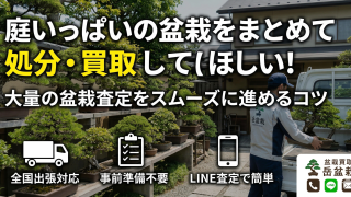 庭いっぱいの盆栽をまとめて処分・買取してほしい！大量の盆栽査定をスムーズに進めるコツ