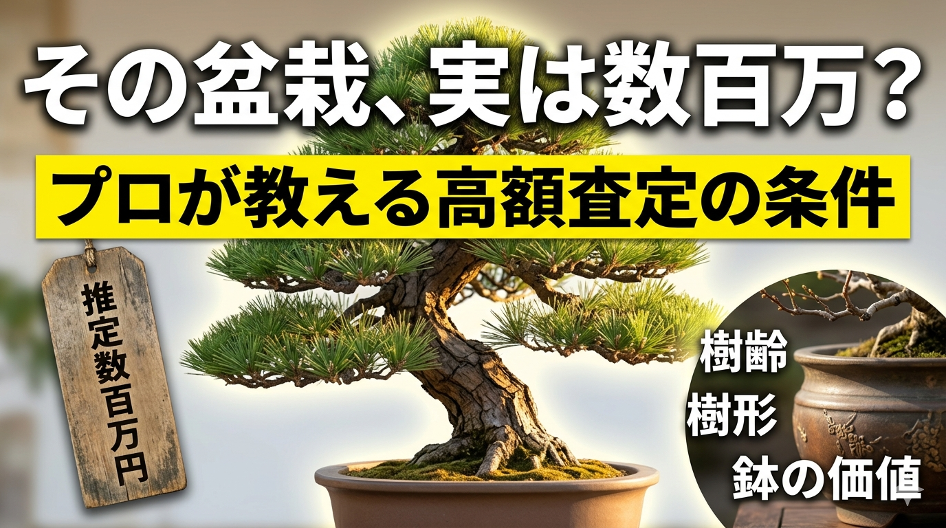 その盆栽、実は数百万？プロが教える高額査定がつく盆栽の条件